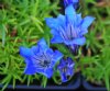 Show product details for Gentiana Elehn