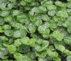 Show product details for Gunnera magellanica
