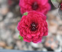Full double deep red flowers