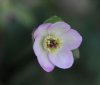 Show product details for Hepatica japonica Tantyoubeni