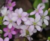 Show product details for Hepatica nobilis Baby Rosa