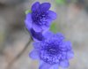 Show product details for Hepatica nobilis Maria Theresia