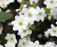 Clean white flowers in abundance in early spring.