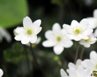 Pure white bowl shaped flowers