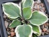Show product details for Hosta Country Mouse