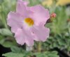 Show product details for Incarvillea delavayi Bees Pink