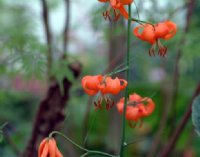 Bright orange flowers on rigid stems.