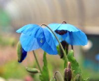 Excellent blue poppy like flowers with yellow stamens