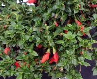Waxy orange red tubular flowers and deep green foliage