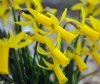 Narcissus cyclamine...