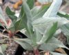 Oenothera Silver Blade