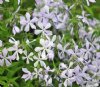 Show product details for Phlox divaricata Clouds of Perfume