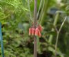 Show product details for Polygonatum kingianum Red Form