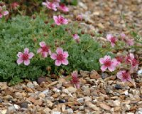 Showy pink flowers over mats of silvery foliage.