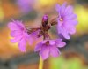 Show product details for Primula amoena