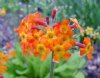 Show product details for Primula bullesiana