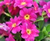 Show product details for Primula Lismore Peardrop