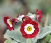 Show product details for Primula auricula Mojave