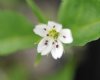 Show product details for Pseudostellaria heterophylla WO 9215