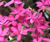 Show product details for Rhodohypoxis Fire Wings