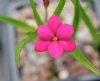 Show product details for Rhodohypoxis Jehane