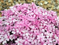 Mid pink flowers in masses