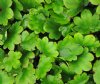 Show product details for Saxifraga fortunei Ayako