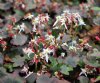 Show product details for Saxifraga fortunei Mt Nachi