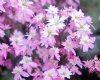 Show product details for Saxifraga fortunei Saotome