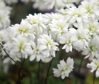 Beautiful clean white double flowers.