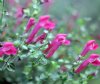Show product details for Scutellaria suffrutescens Texas Rose