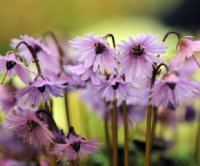 Attractive frilled purple nodding flowers