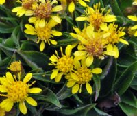 Bright yellow flowers over tight green foliage