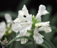 Tubular creamy white flowers