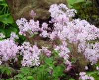 Masses of frothy pink flowers