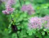 Show product details for Thalictrum Little Pinkie
