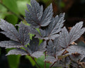 Dark brown deeply serrated leaves