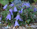 Fabulous blue pendulous flowers
