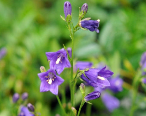 Adenophora taquetii