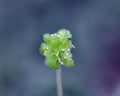 A close-up photograph of a small green four sided flower with clustered fleshy leaves and tiny pale yellow stamens on a thin stem, set against a blurred blue-gray background.