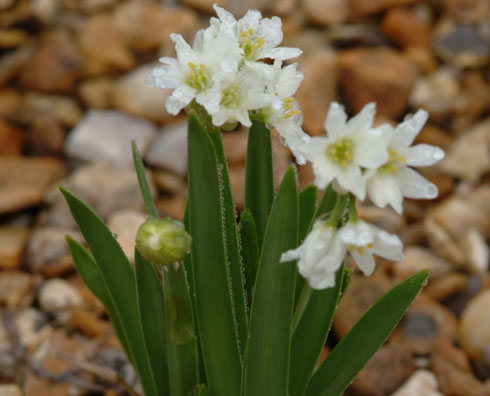 Allium humile