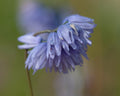 Pale sky blue flowers in bunches