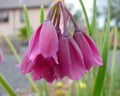 Rich pink waxy pendulous flowers