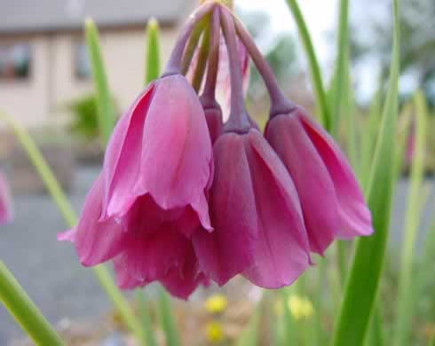 Rich pink waxy pendulous flowers