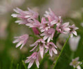 Loads of fine pink flowers above grass-like foliage.