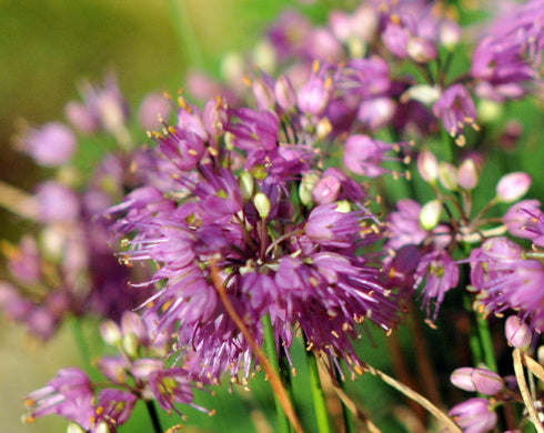 Pink flowers in masses against a blurred green background.