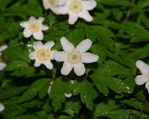 Woodland Plants - Herbaceous Woodlanders - Anemone nemorosa – Edrom ...
