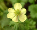 Anemone obtusiloba Sulphurea
