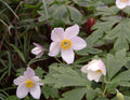 Big white flowers with a bluish back