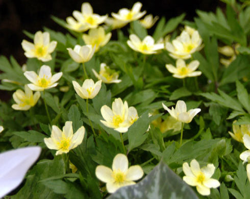 Woodland Plants - Herbaceous Woodlanders - Anemone x lipsiensis Pallida ...